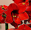 Amaryllis 'Lovely Garden'