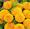 Kollektion med Tagetes