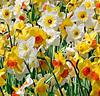 Narcisser Mix