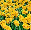 Narcisser 'Dutch Master'