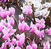 Höstcyklamen Mix