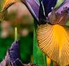 Holländska iris 'Gipsy Beauty'®