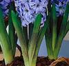 Hyacinter för krukor och glas 'Delfts Blauw'