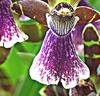 Orkidé 'Zygopetalum'