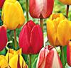 Darwinhybrid-tulpaner Mix