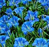 Höstgentiana