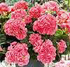 Pelargonia Laxfärgad - Sidenväxt