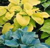 Funkia (Hosta) blandade