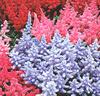 Astilbe Mix