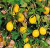 Citronträd 'Tipico Toscano'