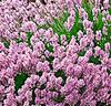 Lavendel 'Loddon Pink'