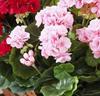 Pelargonior Mix - Sidenväxt