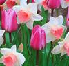 Tulpaner 'Mistress' och Narcisser 'Pink Pride'