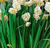 Narcisser 'Bridal Crown'