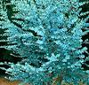 Eukalyptus
