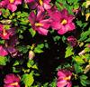 Hibiskus 'Woodbridge'
