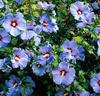 Hibiskus 'Blue Bird'
