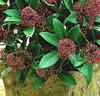 Skimmia japonica 'Rubella'