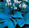 Funkia (Hosta) 'Halycon'