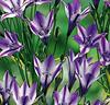 Brodiaea 'Rudy'®