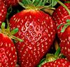 Jordgubbar 'Korona'