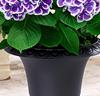 Hortensia 'Tivoli'