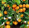 Mandarinträd 'Calamondin'
