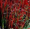 Japanskt blodgräs 'Red Baron'