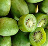 Mini-Kiwi 'Issai'
