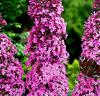 Syrenbuddleja 'Pink Delight'