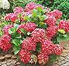 Hortensia 'Fireworks'