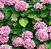 Hortensia 'Rosita'