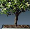 Bonsai 'Serissa foetida'