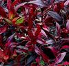 Leucothoe 'Scarletta'