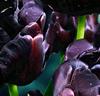 Tulpaner 'Black Hero'®