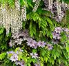 Klematis 'Nelly Moser' och Wisteria