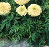 Tagetes 'Erecta Vanilla' F:1 hybrid
