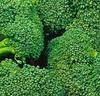 Broccoli 'Premium Crop' F:1 hybrid