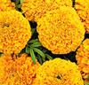 Tagetes 'Golden Age'