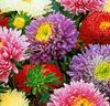 Aster 'Prinses' Mix