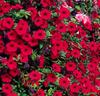 Petunia 'Fortunia' mörkröd