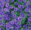 Petunia 'Fortunia' blå