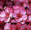 Storblommande pelargonior 'Venus' rosa