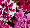 Petunia 'Fanfare' dubbel Mix F:1 hybrid