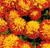 Tagetes 'Petit Harmony Boy'