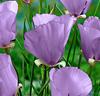 Fjärilstulpan 'Violet Queen'