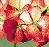 Storblommande pelargonior 'Sprinter' röd/vit