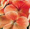 Storblommande pelargonior 'Cherie' orange