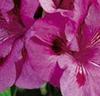 Storblommande pelargonior 'Lavendel' lila