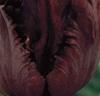 Papegojtulpaner 'Black Parrot'
